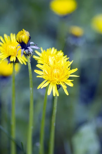 stock image Dandelions