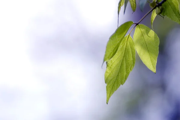 Зелене листя, дрібний фокус — стокове фото