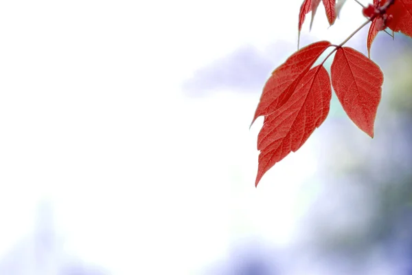 Folhas vermelhas, foco superficial — Fotografia de Stock