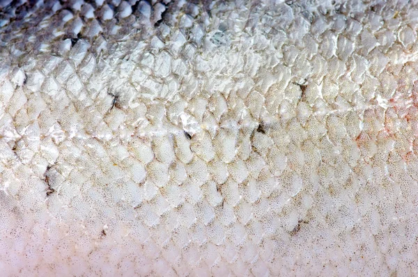 Textura de pele de peixe sem escamas — Fotografia de Stock