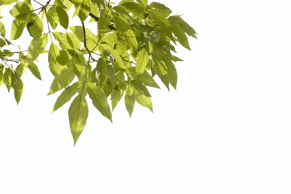 stock image Green leaves