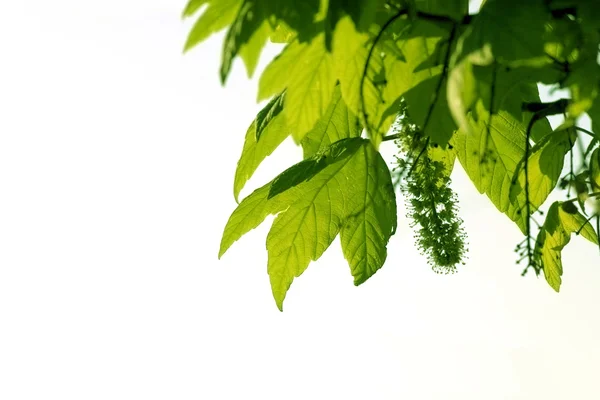 Πράσινα φύλλα — Φωτογραφία Αρχείου