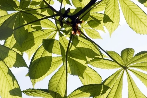 Зелене листя на фоні блакитного неба — стокове фото