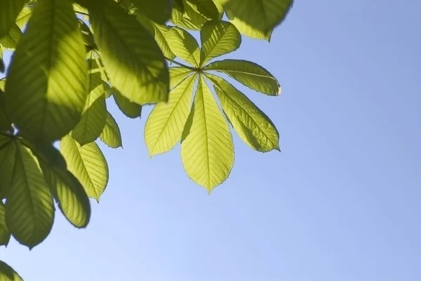 Bladeren van een kastanje en blauwe hemel — Stockfoto