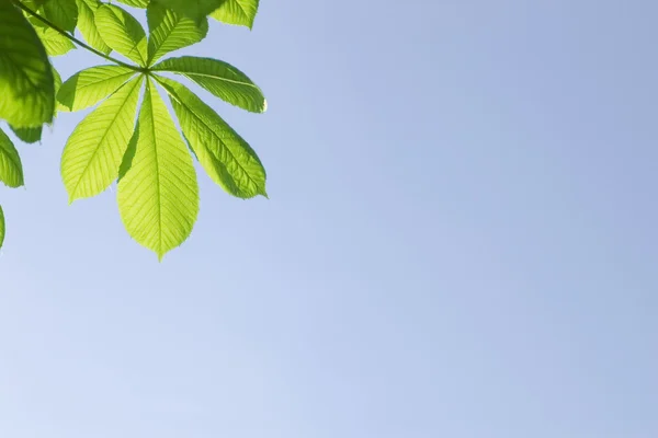 Green leaves on blue sky background — Stock Photo, Image