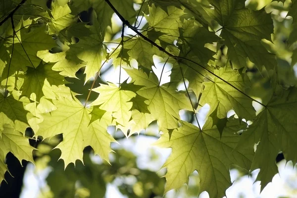 Folhas verdes, foco superficial — Fotografia de Stock