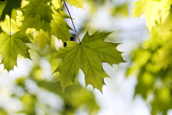 Folhas verdes, foco superficial — Fotografia de Stock