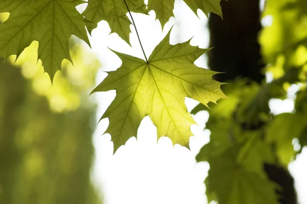 Zöld levelek — Stock Fotó