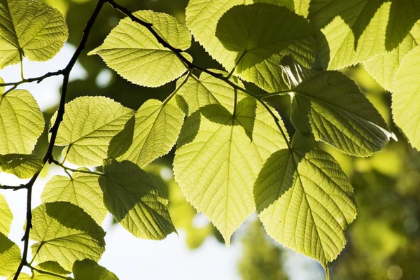 Zöld levelek, sekély fókusz — Stock Fotó