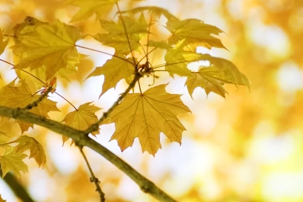 Leaves of maple — Stock Photo, Image