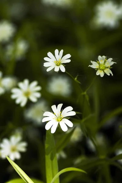 Weiße schöne Blume — Stockfoto