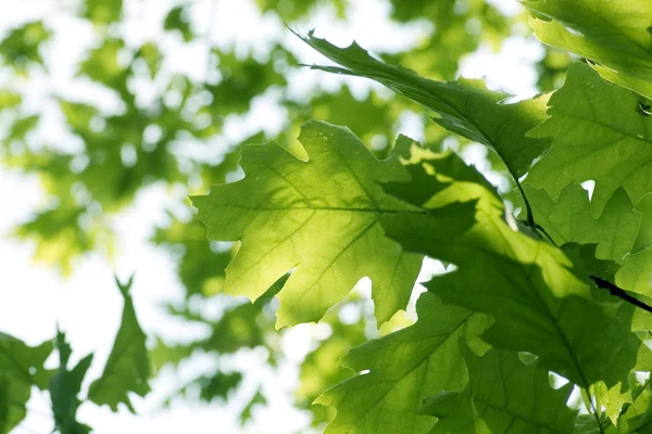 Verse groene bladeren op de brunch — Stockfoto