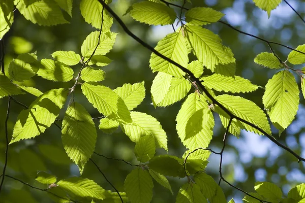 Zöld levelek, sekély fókusz — Stock Fotó