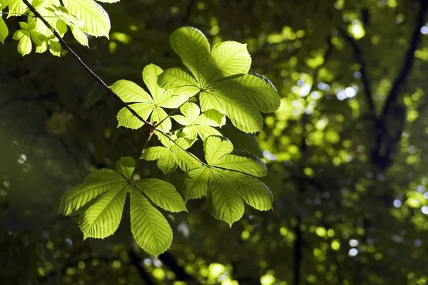 Зелене листя — стокове фото
