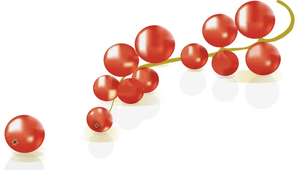 Ribes rosso su sfondo bianco — Vettoriale Stock
