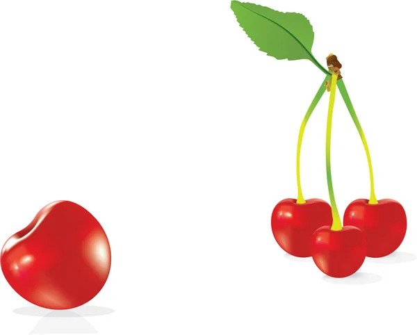 Photo-realistic ripe cherry. — Stock Vector