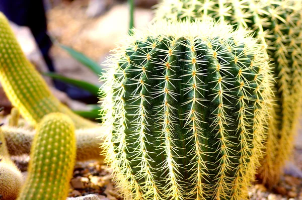 Cactus close-up — Stock Photo, Image