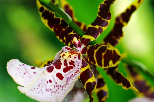 Яскраві орхідеї Закри — стокове фото