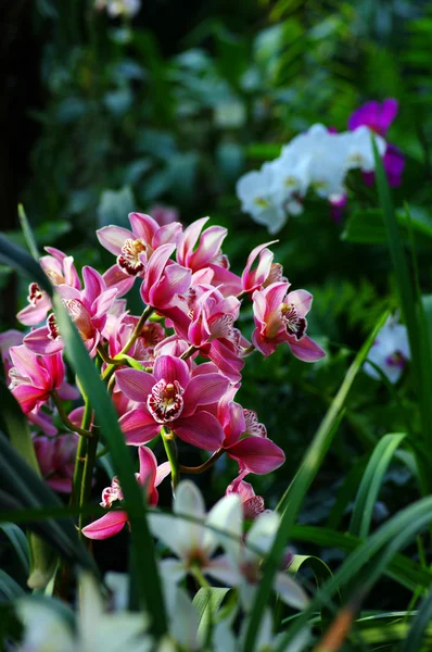 Levendige roze tropische orchidee bloem — Stockfoto