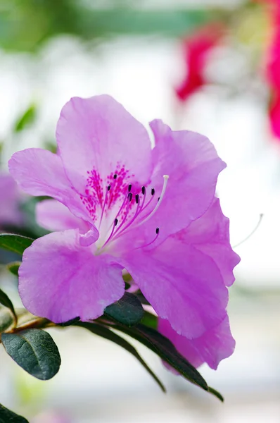 Крупним планом рожеві цвітіння квітки azalea. — стокове фото