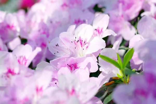 ピンクの花。つつじの花のクローズ アップ. — ストック写真