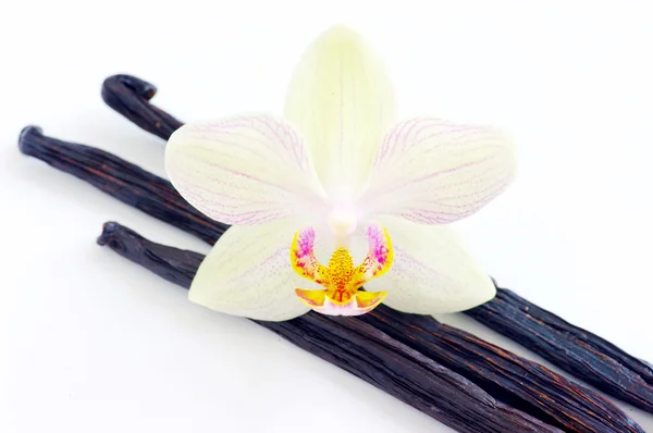 Orchidee mit Vanilleschoten — Stockfoto