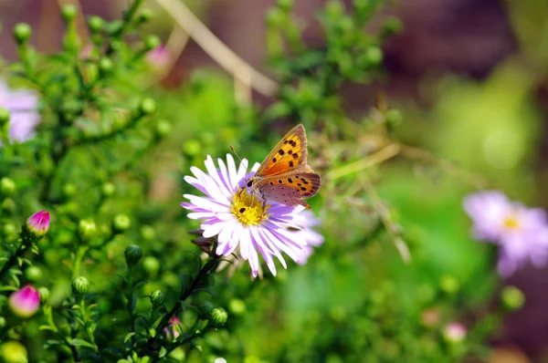 stock image Beautiful butterfly feeding on a flower