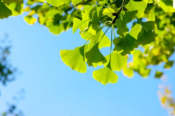 Ginkgo biloba φύλλα για τον μπλε ουρανό. — Φωτογραφία Αρχείου