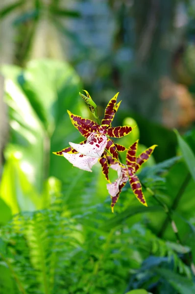 Levendige orchid — Stockfoto