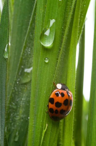 stock image Ladybug