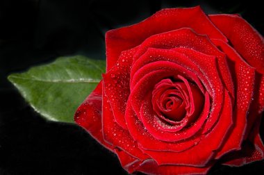 Red rose. clipart