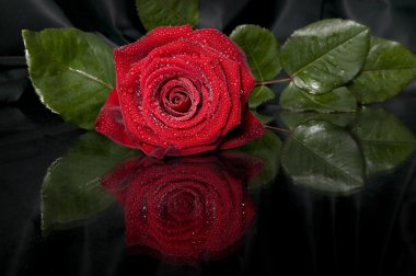 Red rose. clipart