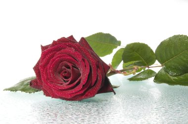 Red rose. clipart