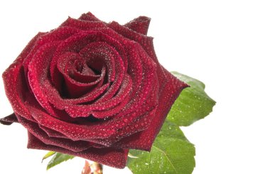 Red rose. clipart