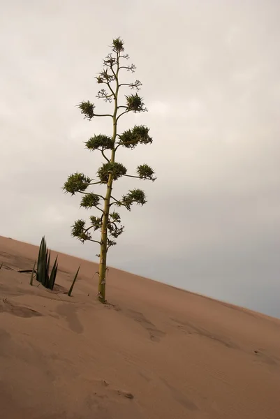 stock image Agave