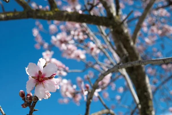 Pink Almond Flower — Stock Photo, Image