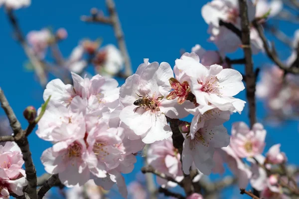 Bee in Almond Tree Flower — Stock Photo, Image