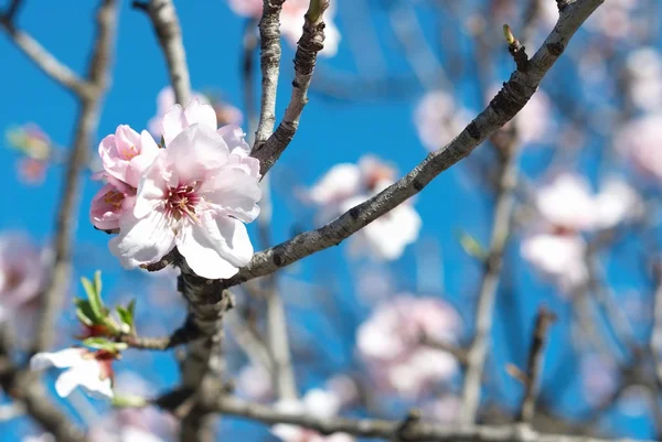 Pink Almond Flower — Stock Photo, Image