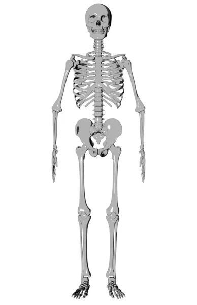 Σκελετός - σκίτσο — Φωτογραφία Αρχείου