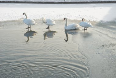 Swans on a Winter Pond clipart