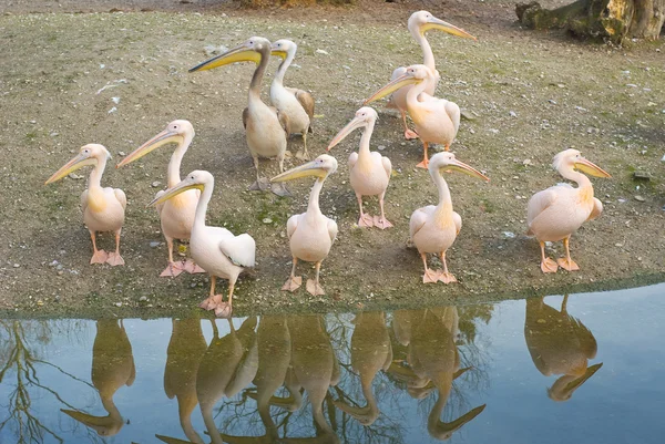 Pelikane am Ufer — Stockfoto