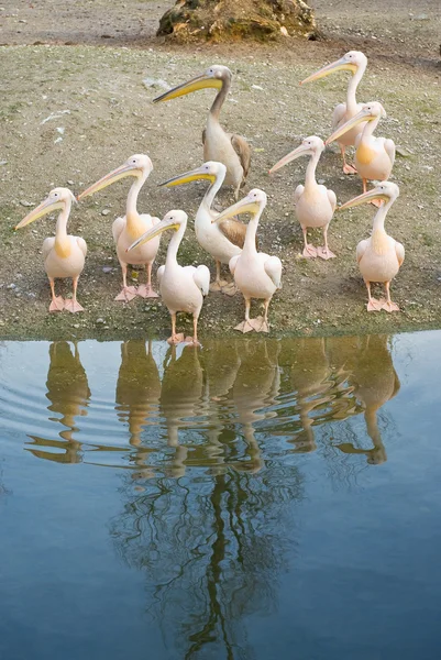Pelikane am Ufer — Stockfoto