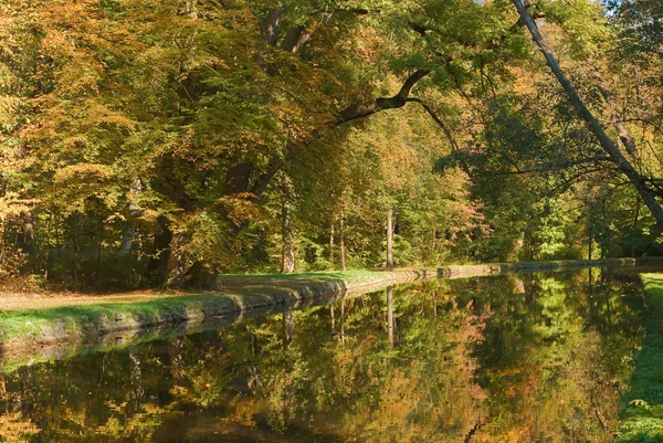 Foliage With Stream — Stock Photo, Image