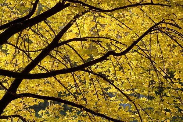 Gule efterårsblade - Stock-foto