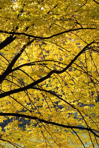 多彩な群葉の秋のビュー — ストック写真