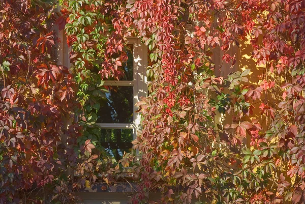 Παράθυρο με φθινόπωρο χρωματιστά αμπέλια — Φωτογραφία Αρχείου