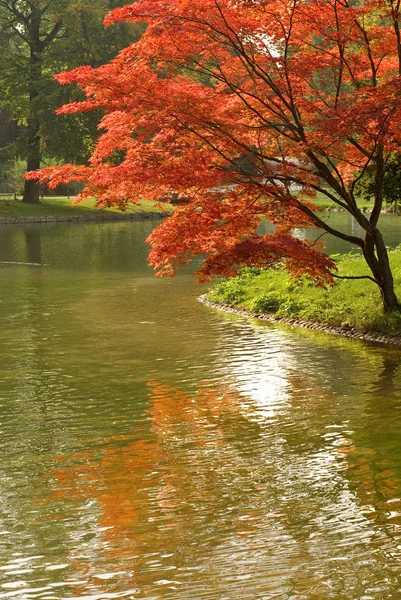 Красочная листва — стоковое фото