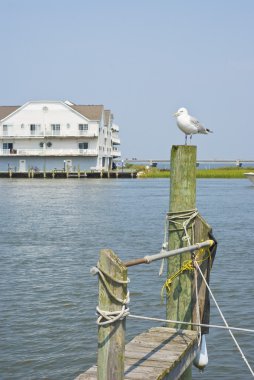 Seagull on a Piling clipart