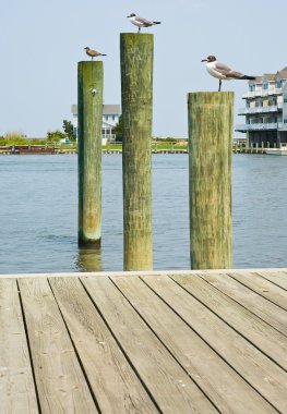 Seagulls on Pilings clipart