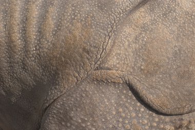 Rhinoceros Skin clipart